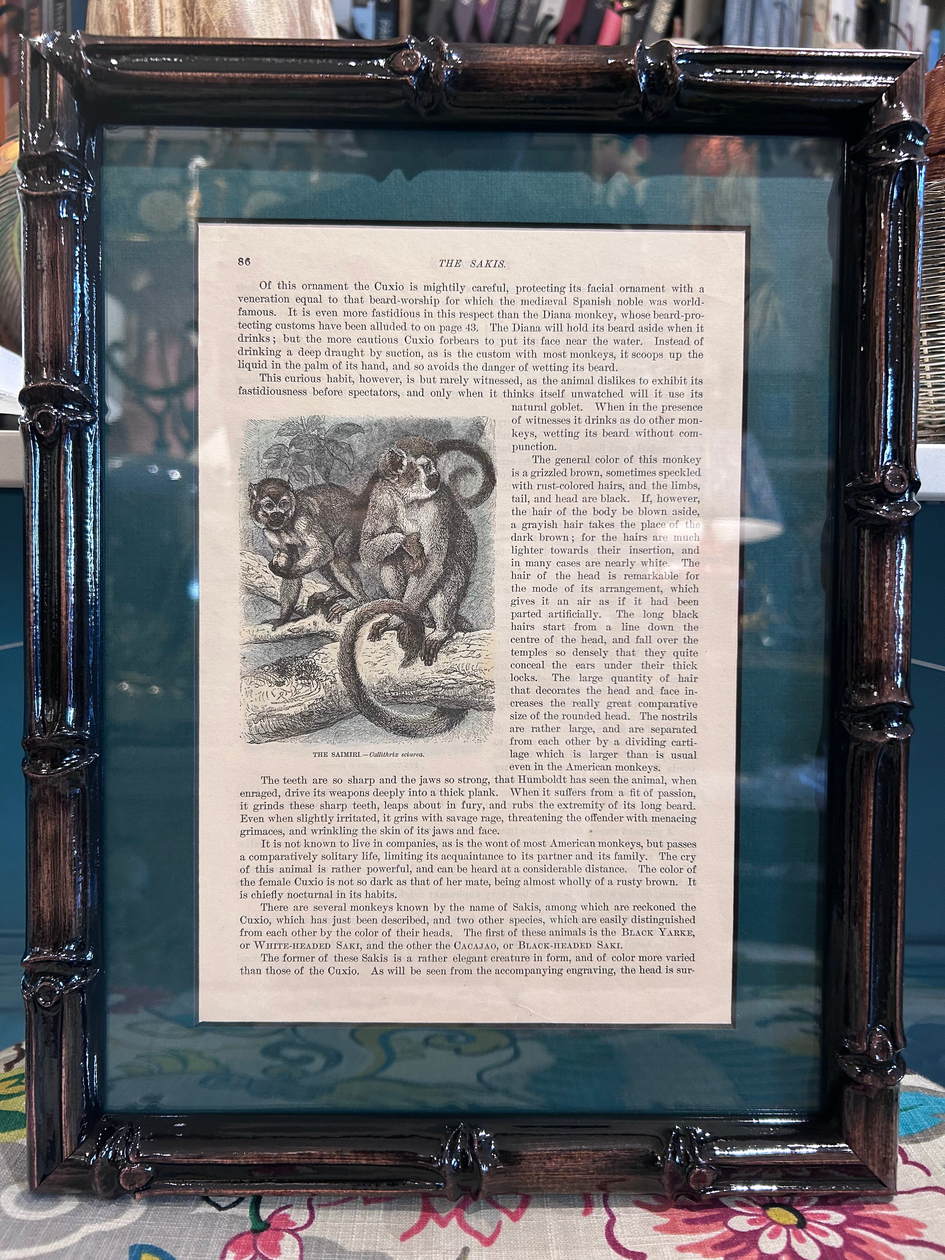 framed monkey prints - set of 6