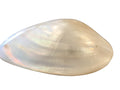 polished clam shells #4