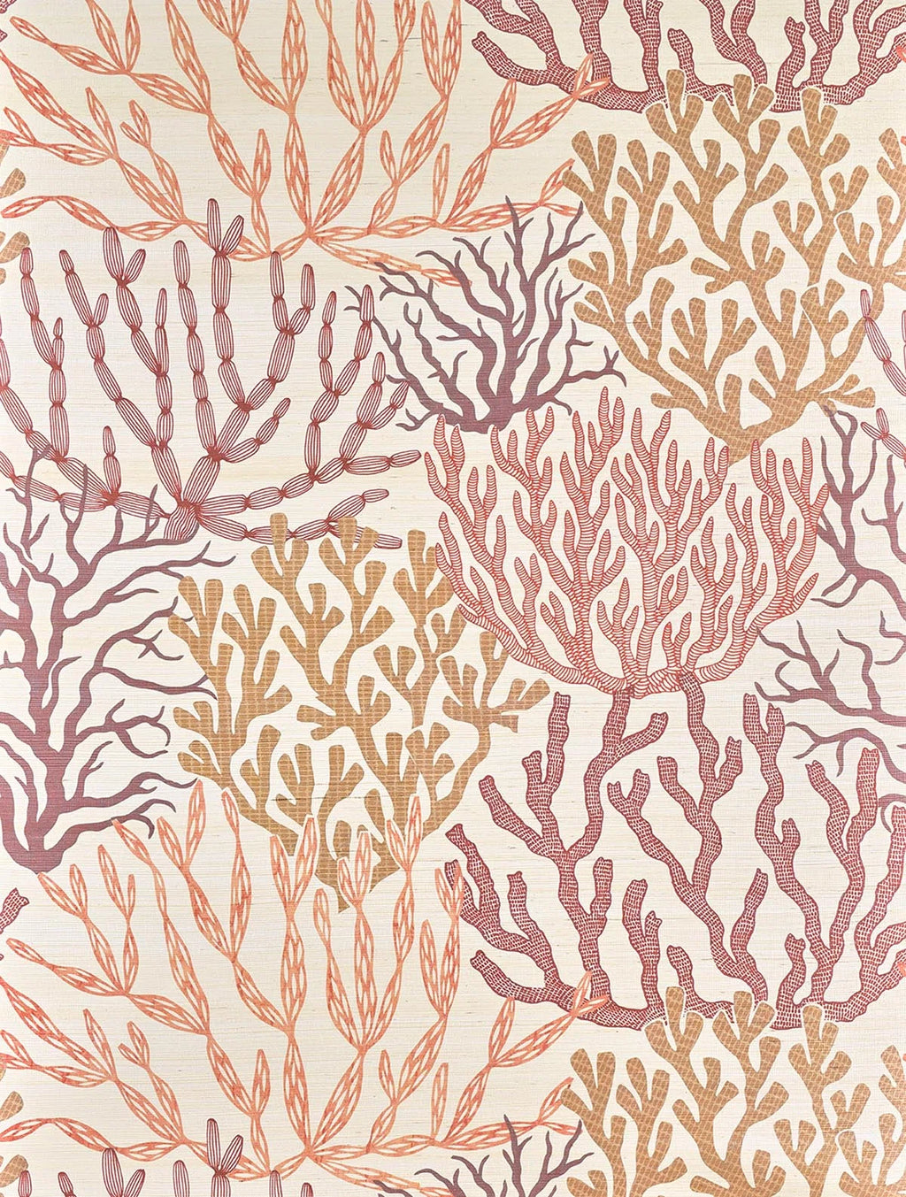 Acropora wallpaper in Corail