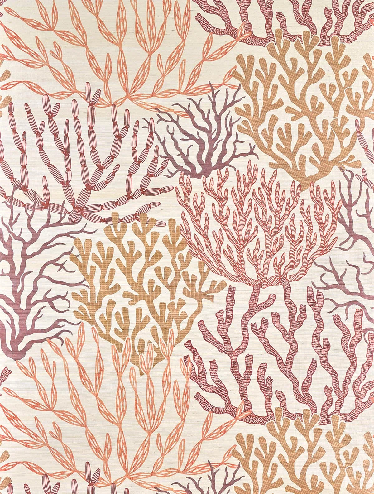 Acropora wallpaper in Corail