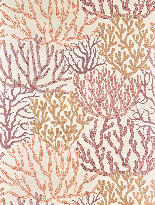 Acropora wallpaper in Corail