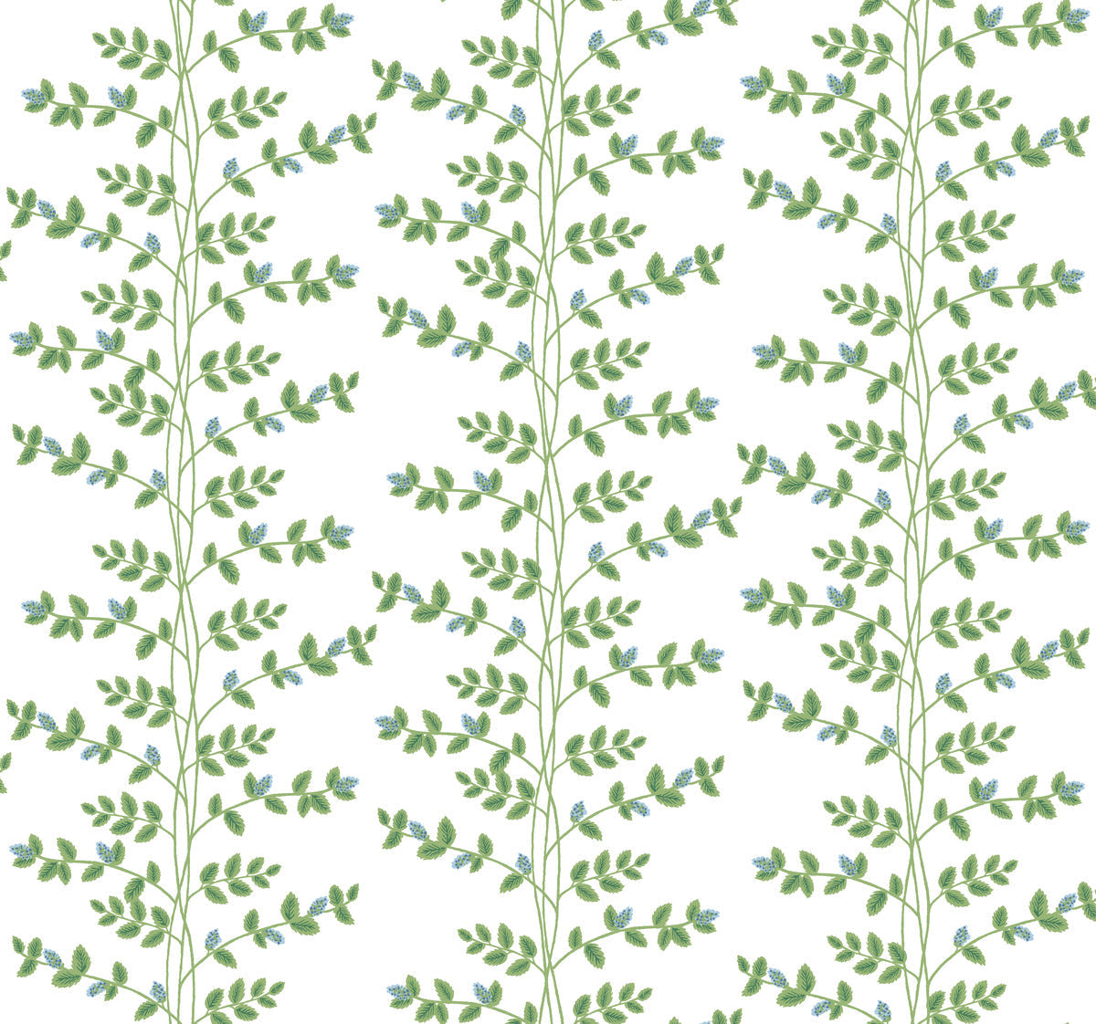 Climbing Vine