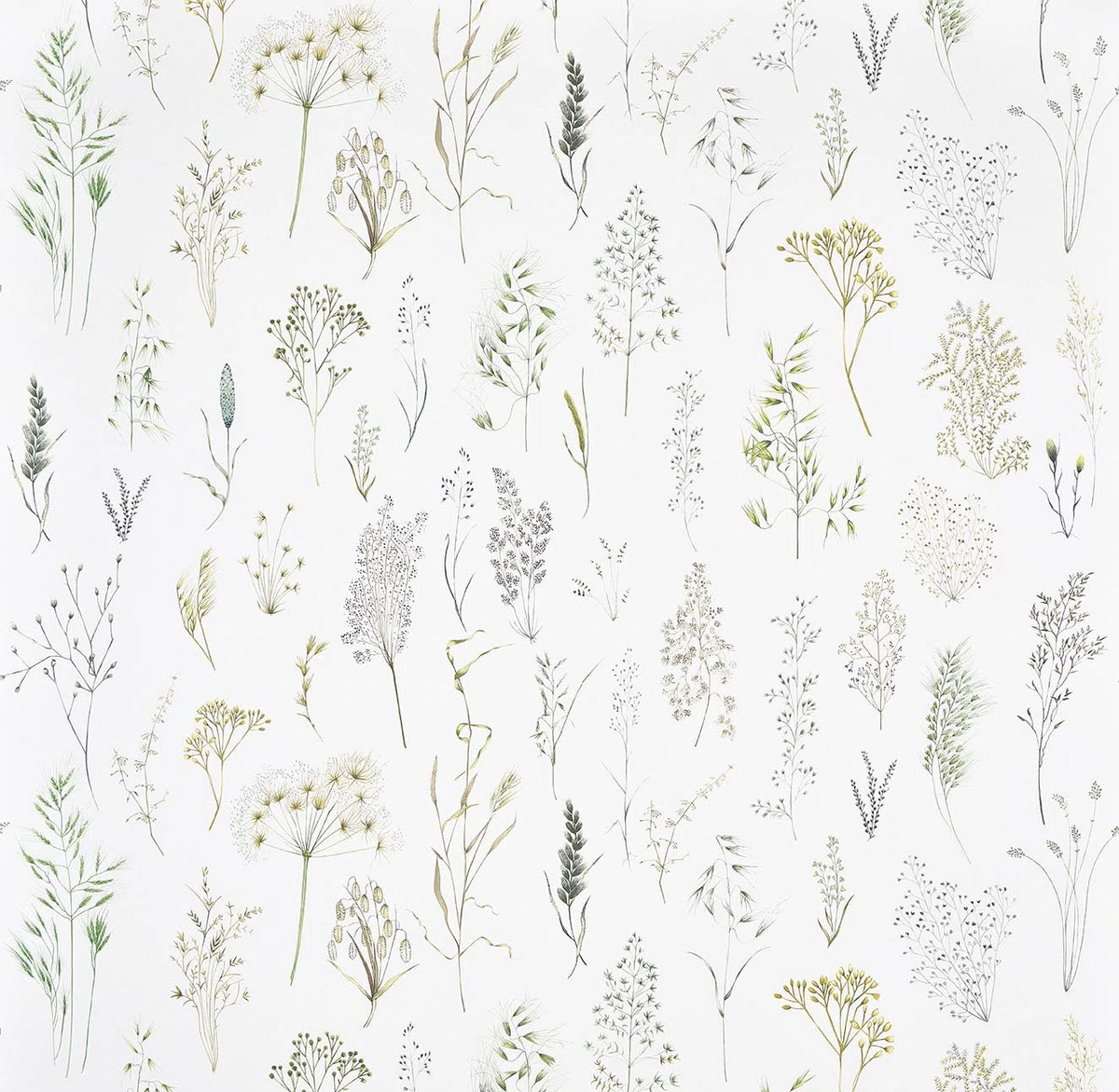 Les graminees wallpaper in HERBE