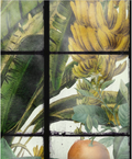 ORANGERIE Wallpaper