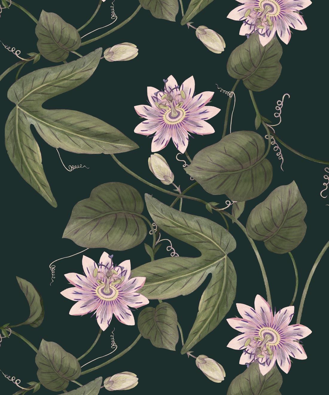 Passiflora Wallpaper