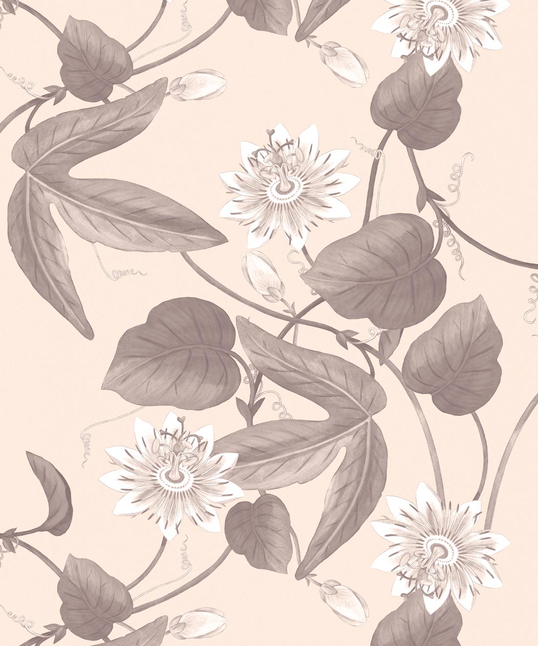 Passiflora Wallpaper