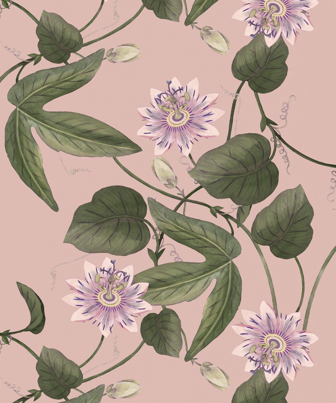 Passiflora Wallpaper