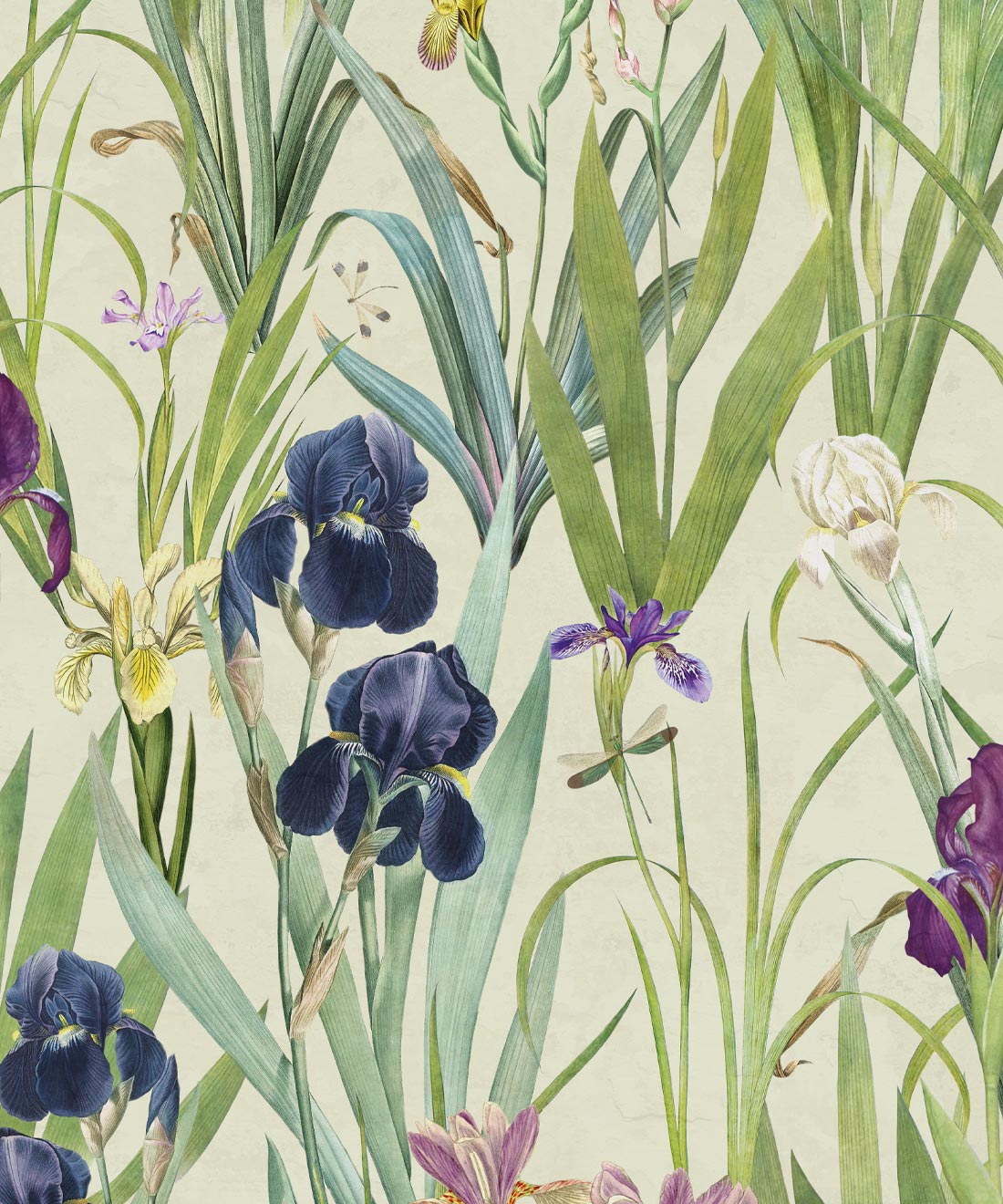 Iris Wallpaper