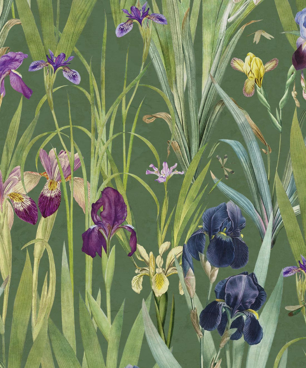 Iris Wallpaper