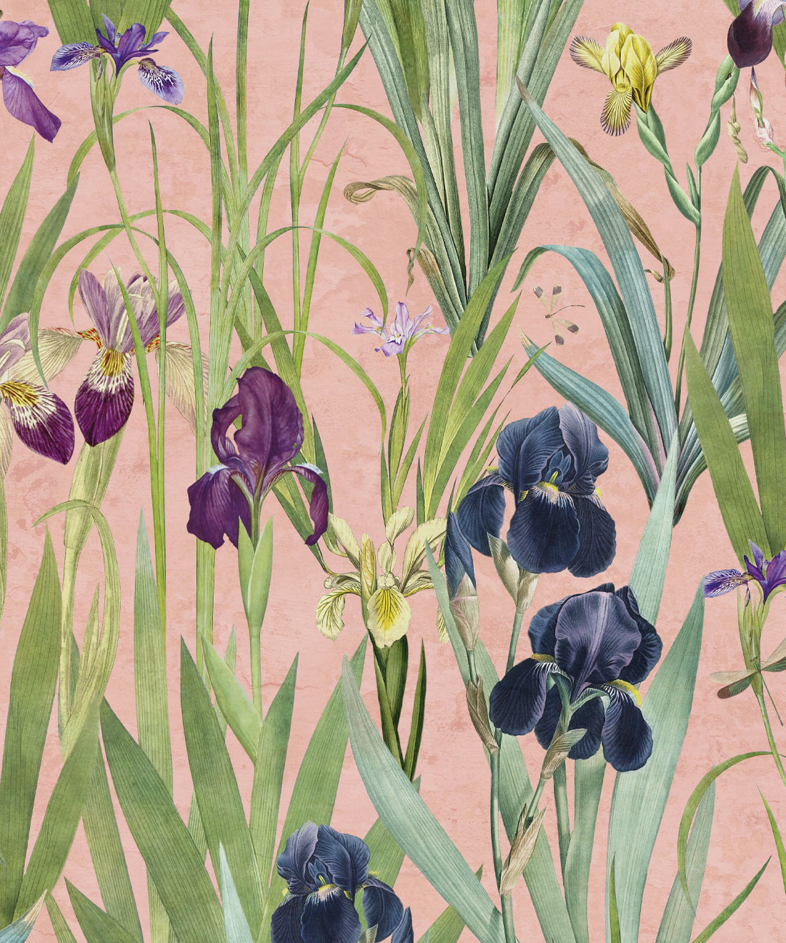 Iris Wallpaper