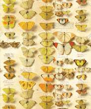 Load image into Gallery viewer, lepidoptera is a vintage butterflies wallpaper