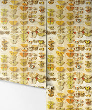 Load image into Gallery viewer, lepidoptera is a vintage butterflies wallpaper