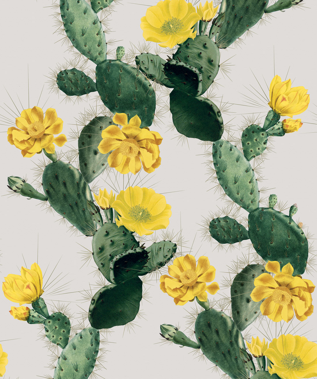 Cactus Wallpaper