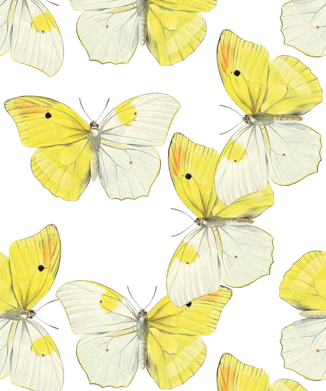 Blended Butterfly Wallpaper • White & Yellow Butterflies Wallpaper • Swatch