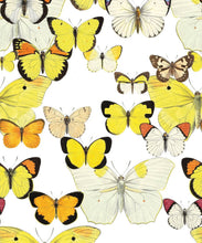Load image into Gallery viewer, Papillon Medley Wallpaper • Butterfly Wallpaper • Swatch
