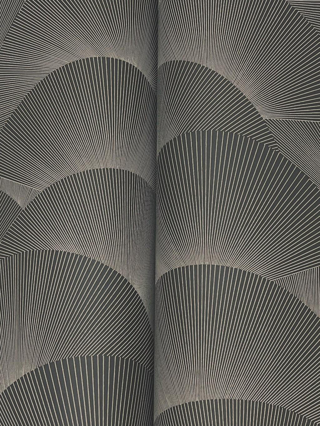 Morning Shell