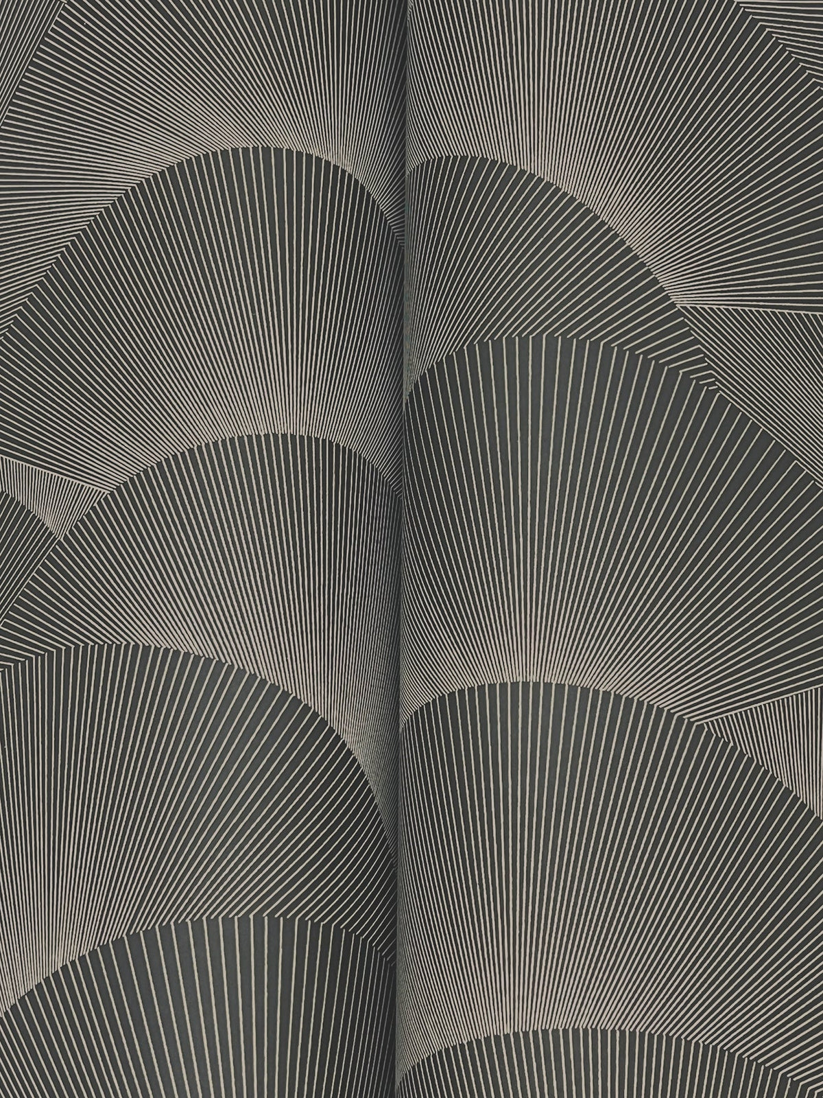 Morning Shell