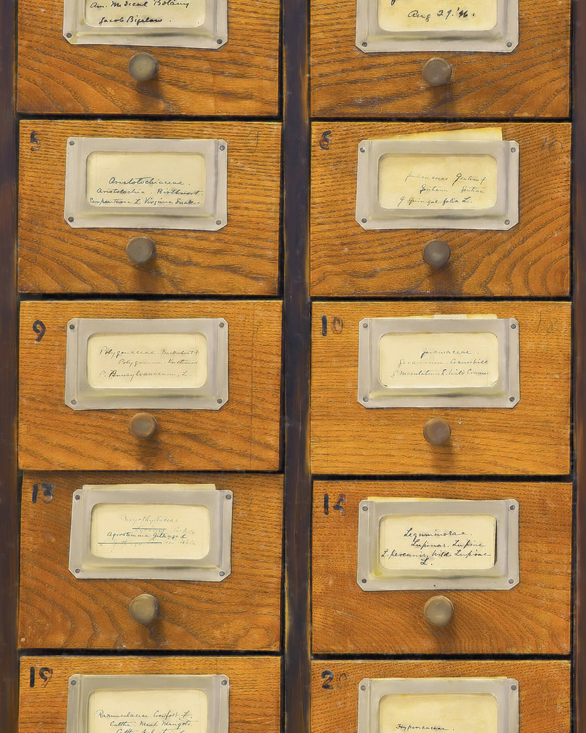 APOTHECARY WALLPAPER