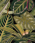 AMAZONIA WALLPAPER