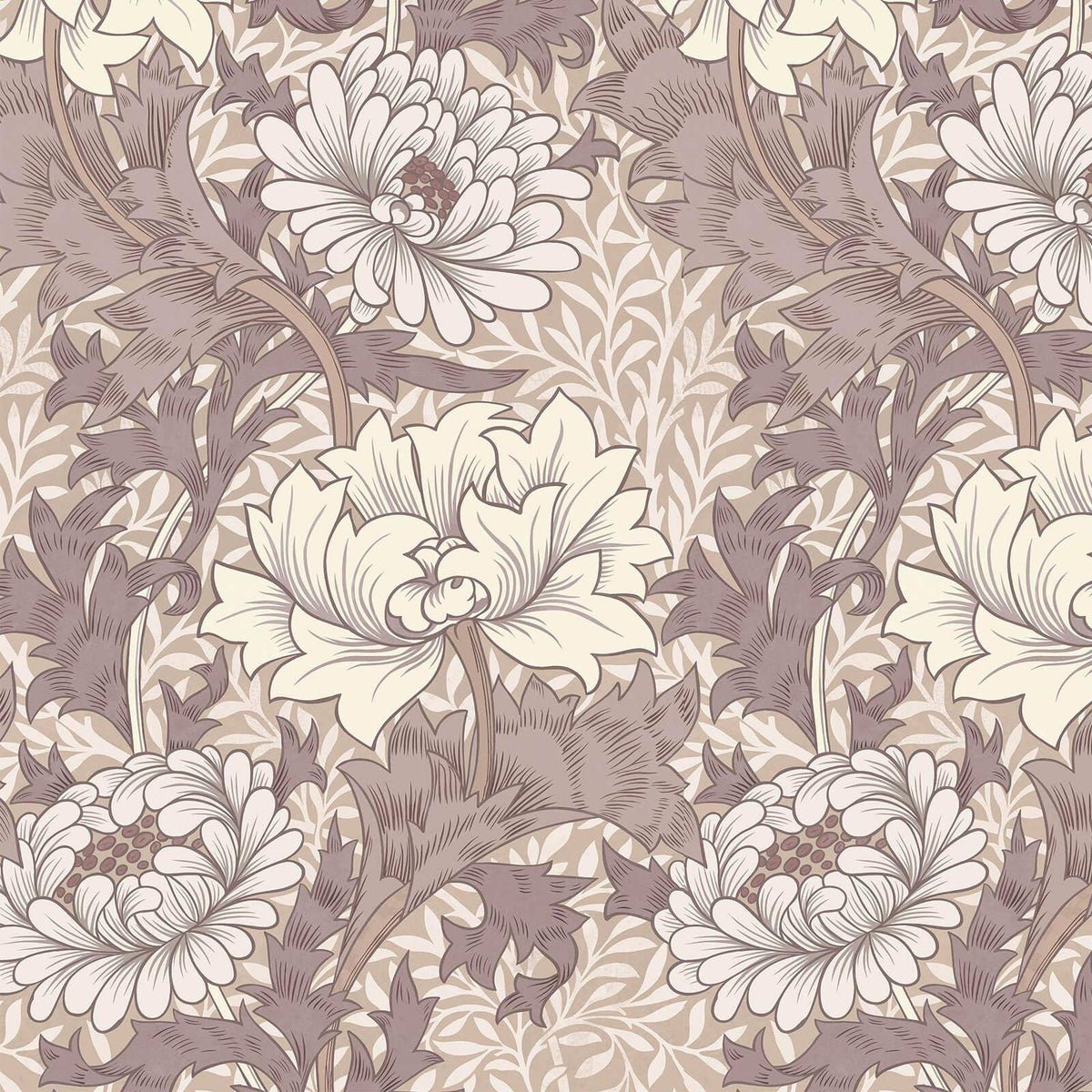 CHRYSANTHEMUM MAGNA Wallpaper - Astrantia