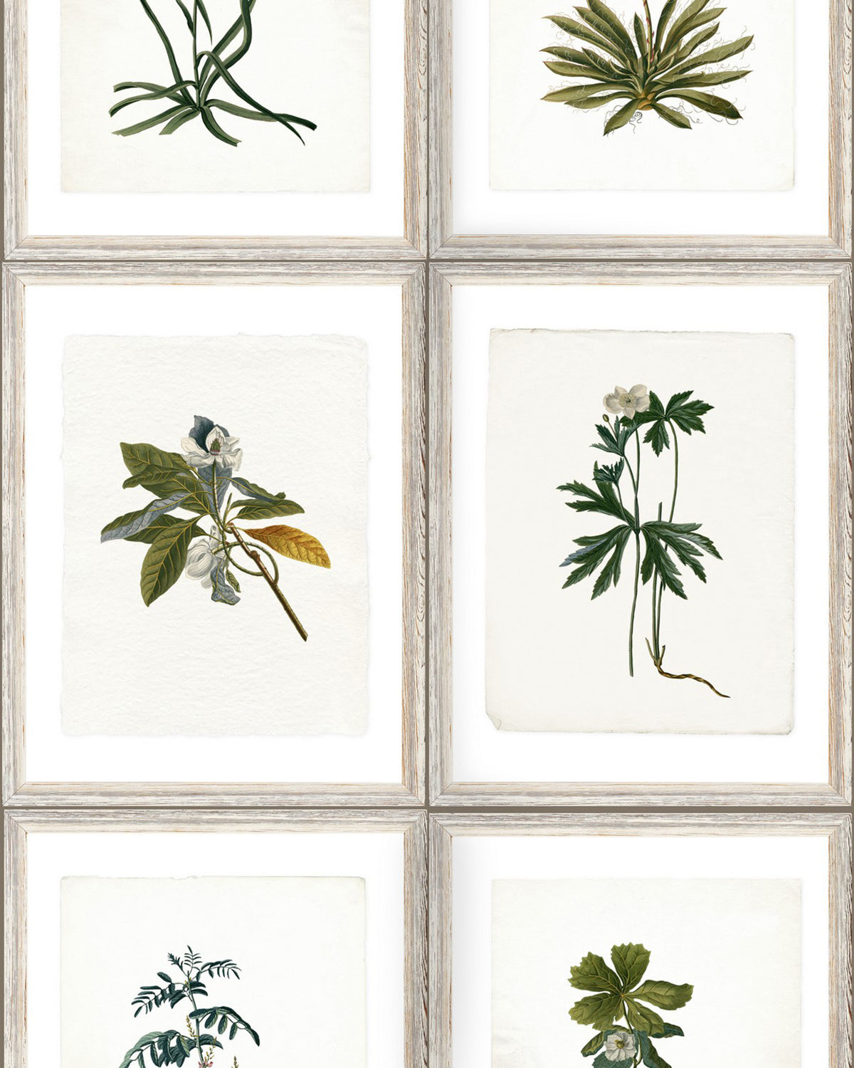 BOTANY WALLPAPER
