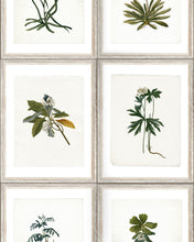 Load image into Gallery viewer, BOTANY WALLPAPER