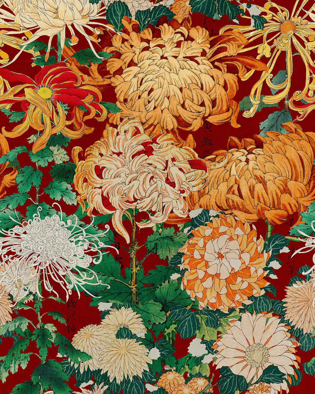 CHRYSANTHEMUMS WALLPAPER