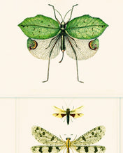 Load image into Gallery viewer, ENTOMOLOGY WALLPAPER