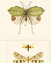 Load image into Gallery viewer, ENTOMOLOGY WALLPAPER