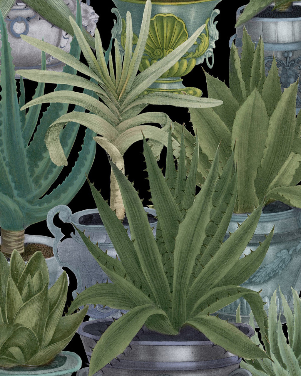 ECHEVERIA WALLPAPER