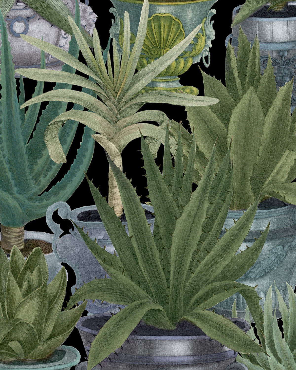 ECHEVERIA WALLPAPER