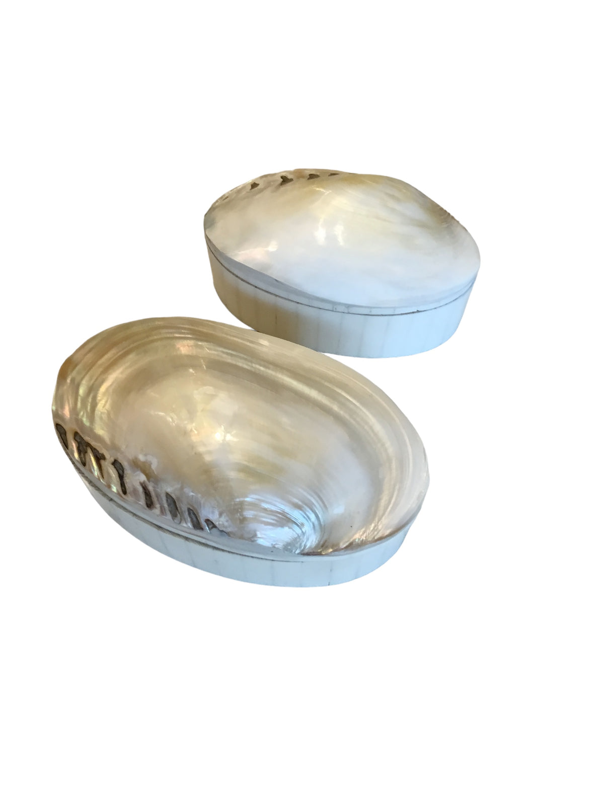 pair shell shape bone box