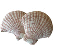 pr shell pillows