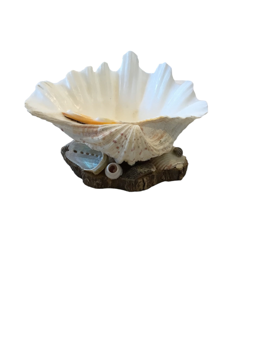 bear paw clam shell