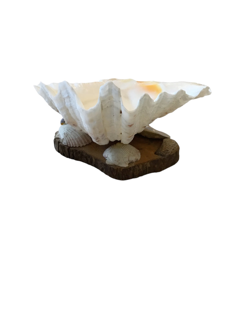 bear paw clam shell