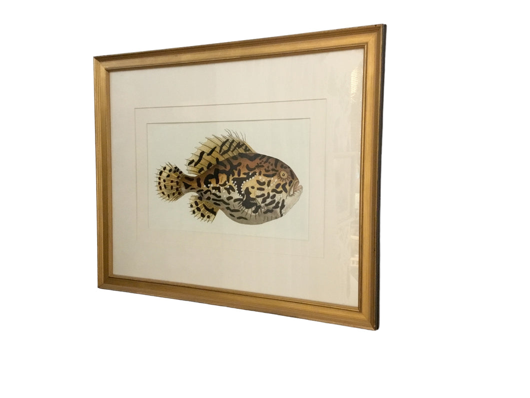 blowfish with tiger stripes