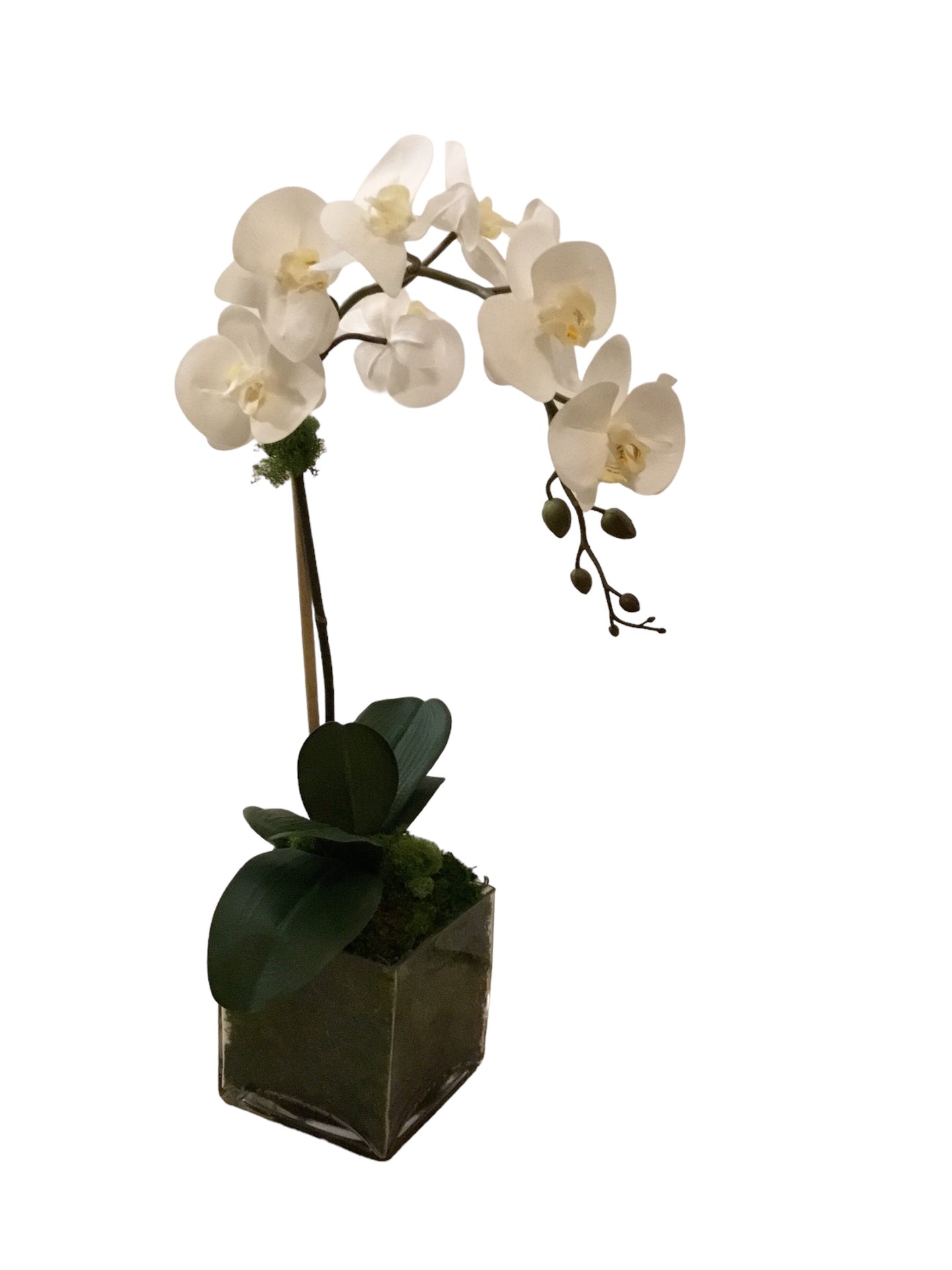 ORCHID IN GLASS CUBE