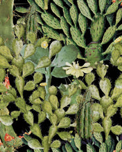 Load image into Gallery viewer, OPUNTIA WALLPAPER