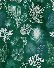 Load image into Gallery viewer, ALGAE WALLPAPER