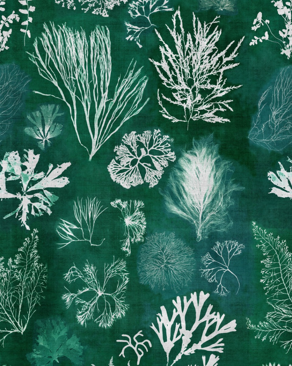 ALGAE WALLPAPER