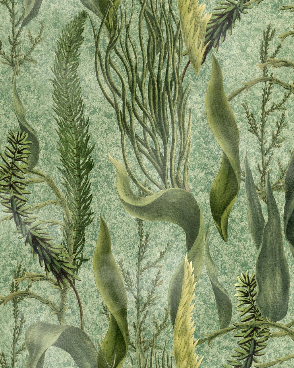 AQUATIC PLANTS WALLPAPER