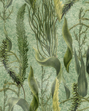 Load image into Gallery viewer, AQUATIC PLANTS WALLPAPER