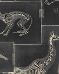 ZOOARCHAEOLOGY WALLPAPER