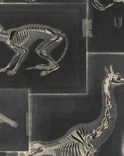 Load image into Gallery viewer, ZOOARCHAEOLOGY WALLPAPER