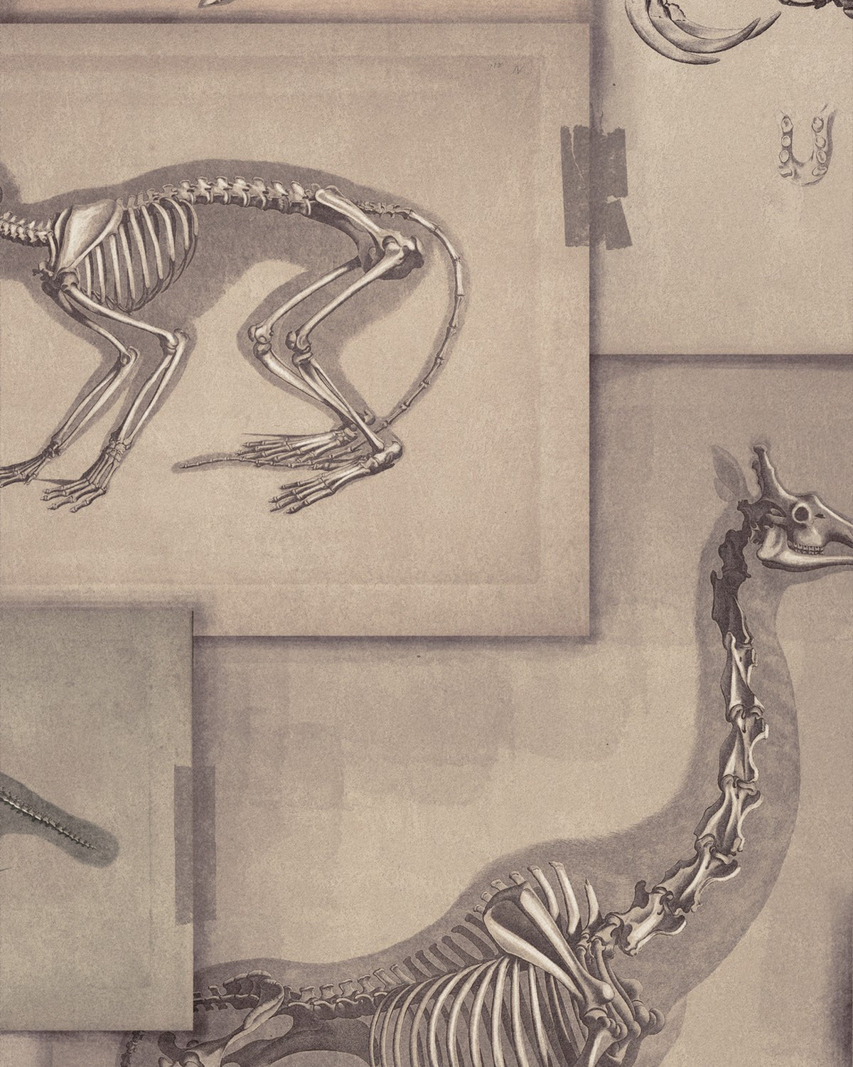 ZOOARCHAEOLOGY WALLPAPER