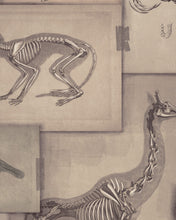 Load image into Gallery viewer, ZOOARCHAEOLOGY WALLPAPER