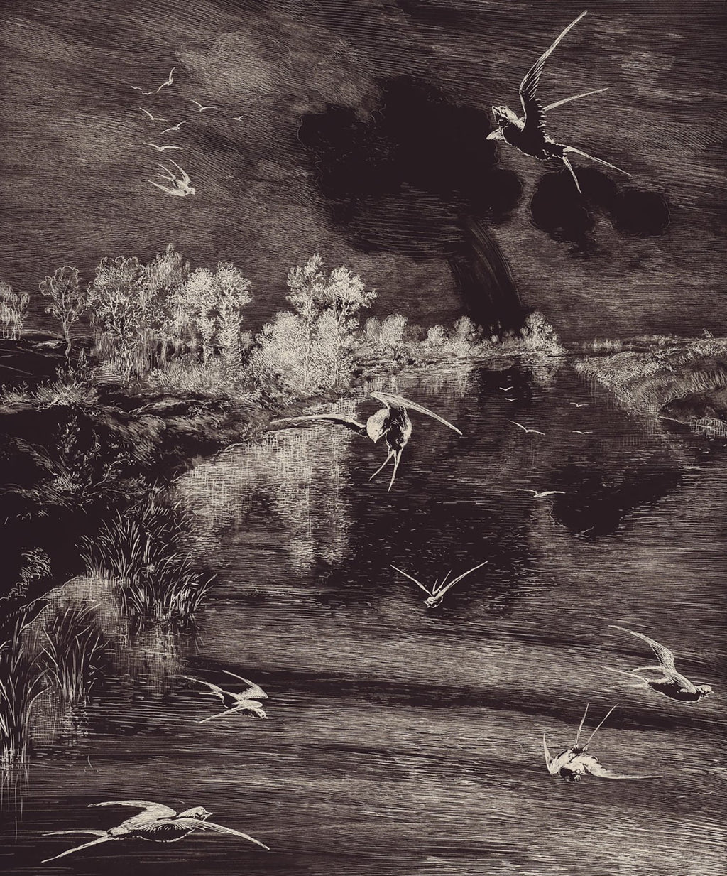 Hirundo Black Wall Mural