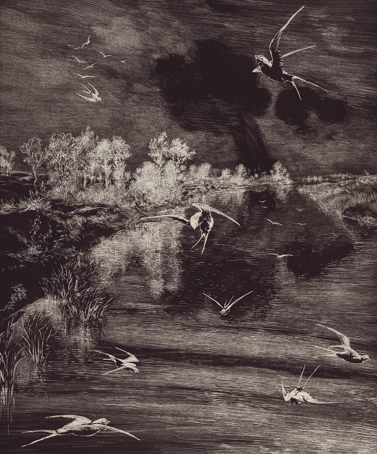 Hirundo Black Wall Mural