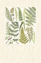 Load image into Gallery viewer, Athyrium Wall Mural