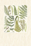 Athyrium Wall Mural